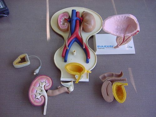 Urinary Kidney Bladder Prostate Anatomical Medical Teaching Display Model Parts