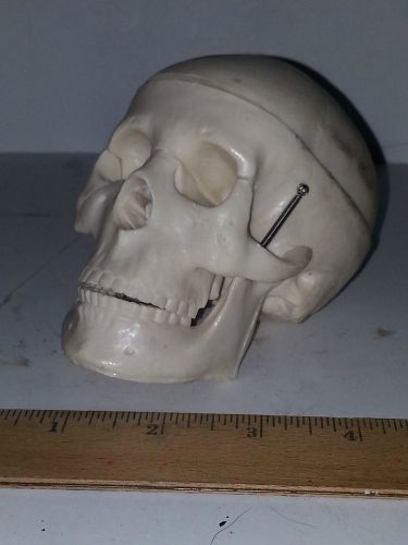 Human Skull With 8 Parts Brain Anatomy Model