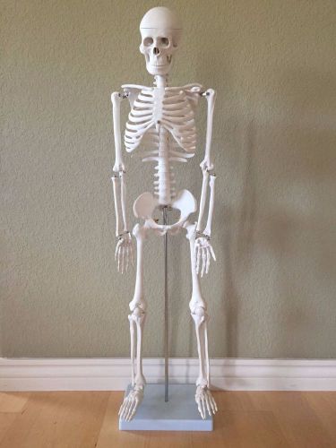 Human Anatomical Skeleton Model 33.5&#034; with stand