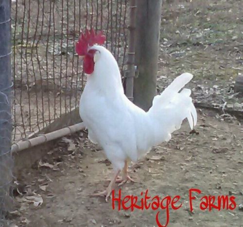 10 White Leghorn Fertile Chicken Hatching Eggs