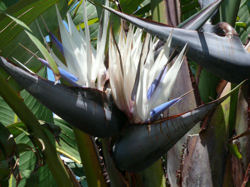 Fresh Exotic Strelitzia &#034;nicolai&#034; (White Bird Of Paridise)(10 Seeds) WOW, L@@K!!