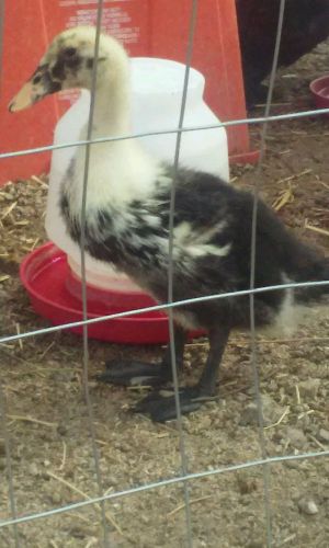 Barnyard Duck Hatching 12 Eggs. Priority  Shipping Included.