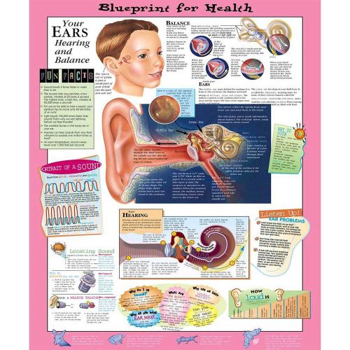 YOUR EARS, HEARING, AND BALANCE (AGES 8-12), LAMINATED ANATOMICAL CHART, 20 X 26
