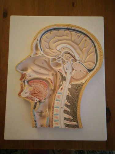 Head &amp; Neck &amp; Brain Median Model