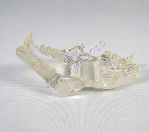 HS Feline Jaw Teeth CLEAR TRANSPARENT  Model VET Anatomy cat display study