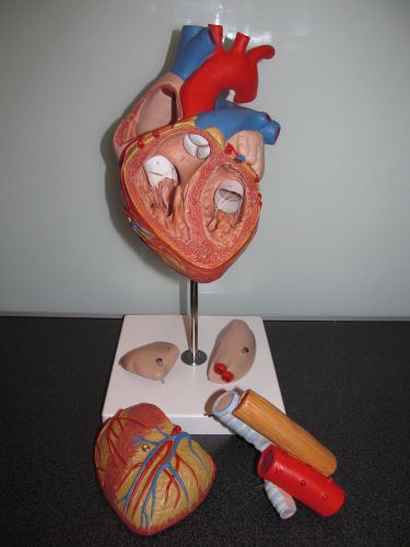 3B SCIENTIFIC HEART ANATOMICAL MODEL: 5-PARTS w/ Esophagus and Trachea, 2x, G13