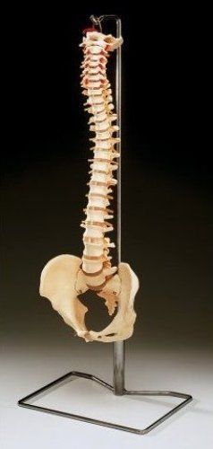 Human Vertebral Column With Fumar Head Model Spine Spinal