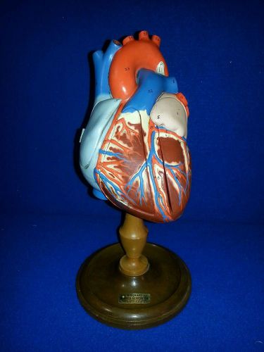 Vintage denoyer geppert rubber Model chart of human heart on stand rare