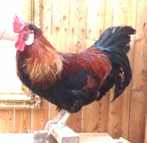 ALTSTEIRER OR STYRIAN ( 12 ) HATCHING EGGS 100% PURE BREED