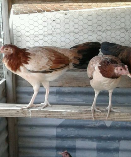 Gamefowl hatching eggs 1pureLACEY pullet