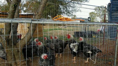 10+3 Silver Laced Wyandotte Chicken Fertile Hatching eggs NPIP Oklahoma #3383
