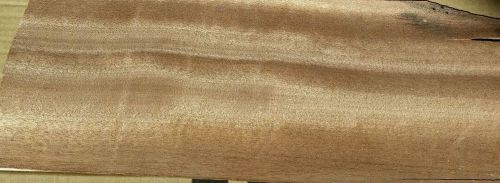 1 buckled piece tigerwood mahogany veneer 17 1/2&#034; x 7&#034; 1/28&#034; ribbon