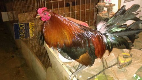 8+ mixed lot gamefowl hatching eggs (read)