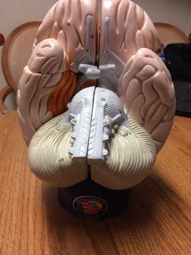 Denoyer Geppert Giant Functional Human Brain Anatomy Model 4pcs W/stand