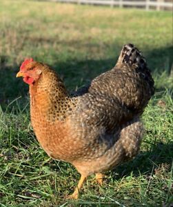 10+ Bielefelder and Easter Egger Fertile Hatching Egg Collection