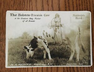 Holstein-Friesian Cow Postcard  Moyerdale Herd Cattle Breed N.Y.