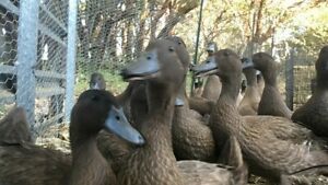 3 Khaki Campbell /Runner Duck Eggs, Amazing layer Eggs. Happy Ducks. Open Range