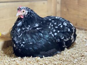 6+ Black Mottled Bantam Cochin Smooth Frizzle Hatching Eggs