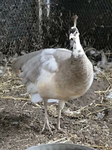 2 Peacock Hatching Eggs Pied Cameo Peahen &amp; Pied Peacock