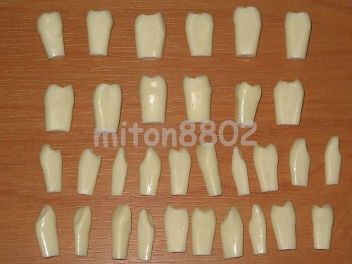 SPARE TEETH FOR ADULT TYPODONT MODEL TEETH REMOVABLE STUDY
