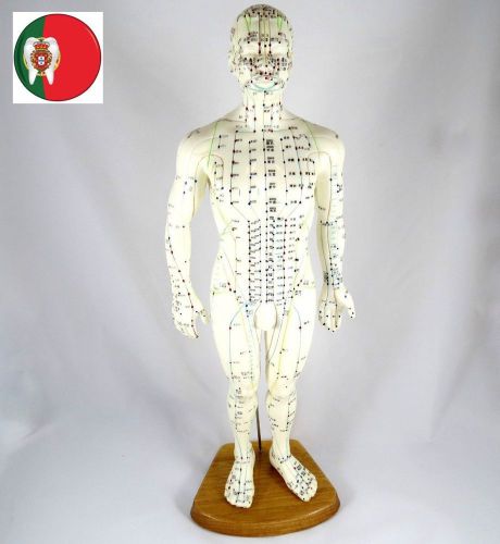 Professional medical and educational model acupuncture male body 50cm artmed for sale