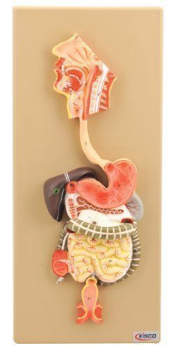 EISCO Human Digestive System Model  2 Parts  Hand Painted