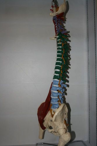 Human Vertebral Column Spine Spinal Cord model muscle