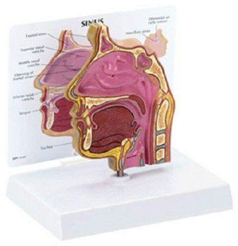 NEW Anatomical Human Sinus Nasal ENT Nose Model