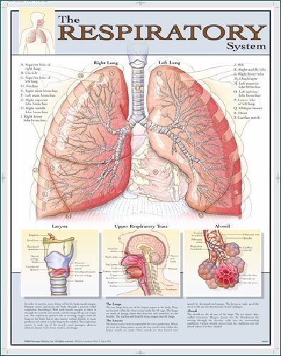 Laminated respiratory system poster for sale