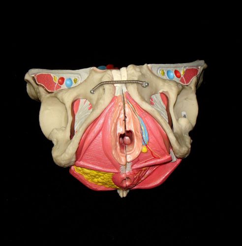 Medical Plastics Laboratory - Female Uterus, Pelvis Anatomical Pelvic Model