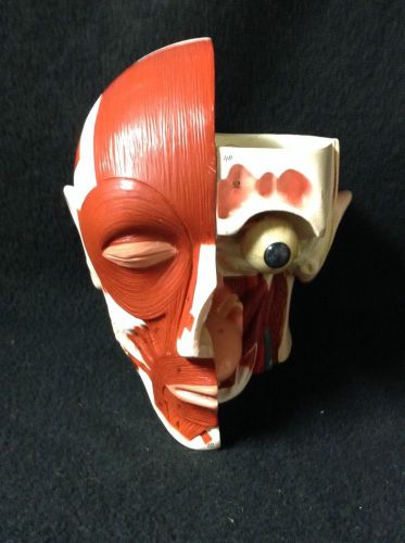 Denoyer Geppert Head with Muscles Anatomical Model