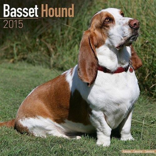 NEW 2015 Basset Hound Wall Calendar by Avonside- Free Priority Shipping!