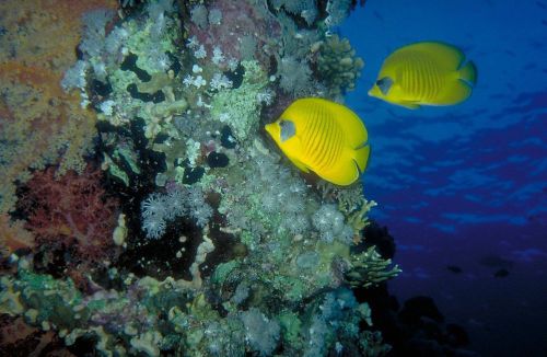 COREL STOCK PHOTO CD Under the Red Sea