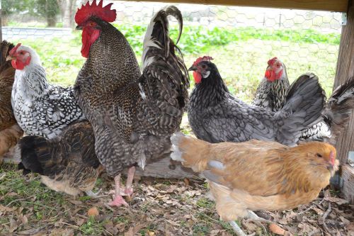 6+ Fertile Hatching Chicken Eggs Assorted SILVER LACE WYANDOTTE, ANDALUSIAN etc