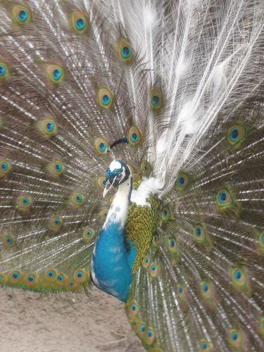 2 PEACOCK PEAFOWL HATCHING EGGS FROM INDIA BLUE PIED PEN- pre sale