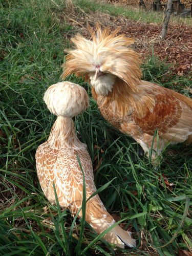 6+ SHOW QUALITY POLISH CHICKEN HATCHING EGGS - BUFF LACED BEARDED
