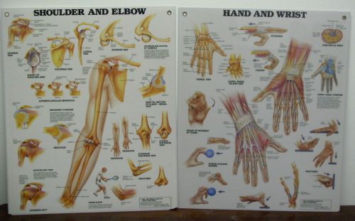 Lot of 2 Laminated Anatomical Wall Charts &#034; Shoulder &amp; Elbow&#034;and &#034;Hand &amp; Wrist&#034;