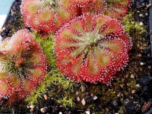 Fresh premium drosera &#034;spatulata&#034; (10+ seeds) carnivorous sundew plant, l@@k!!!! for sale