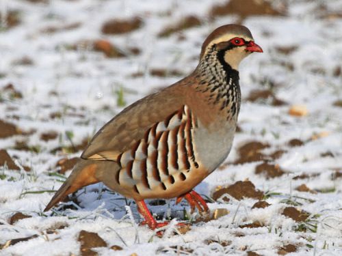 12 Pure French Red-legged Partridge Hatching eggs - NOT CHUKAR - Shipping NOW