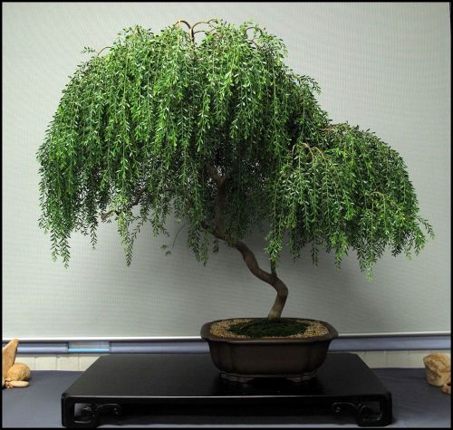 Fresh Acacia &#034;howittii &#034; (Sticky Wattle)-(5 Seeds) Bonsai, WOW, L@@K!!!