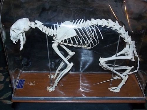 Carolina Biological Supply Co.Cat Skeleton