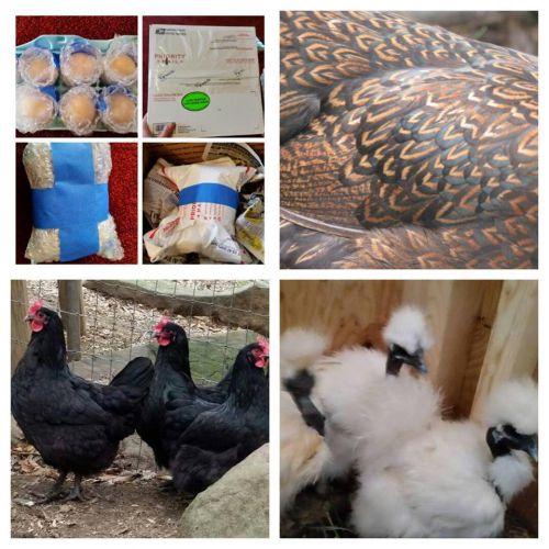 3 showgirl, 3 double laced barnevelder, 3 fbc maran hatching eggs pure breed for sale