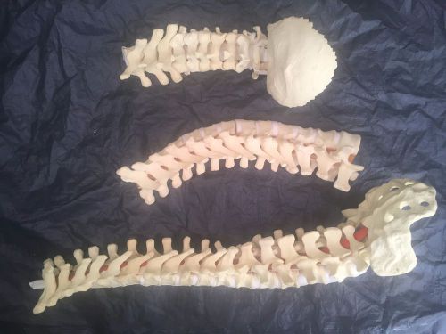 Medical Spine Models