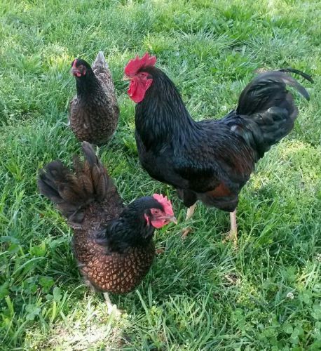 6+ Extras Blue Double Laced Barnevelder Hatching Eggs
