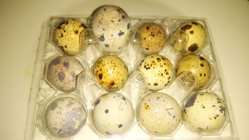 Quail Eggs Hatching Mixed lot (13) Jumbos &amp; standard Texas A&amp;M&#039;s Brown Pharoahs