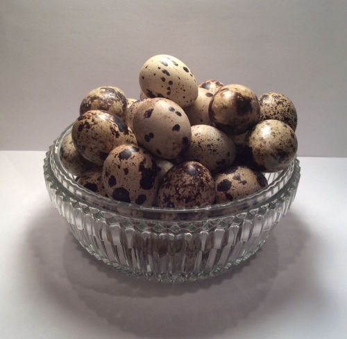 36+ Quail Eggs Coturnix SECONDS Blown Empty Crafting Art Ornamental *1