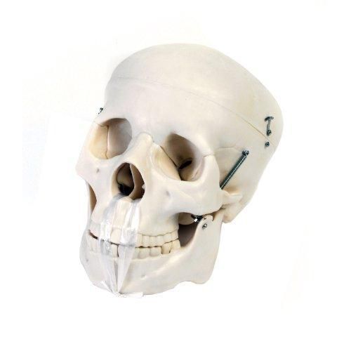 American Educational 7-1391 Human Skull Model, Life-Size, Plastic New