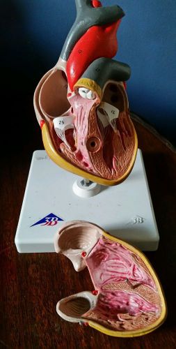 3B Scientific - Heart Model, 2 part  as found