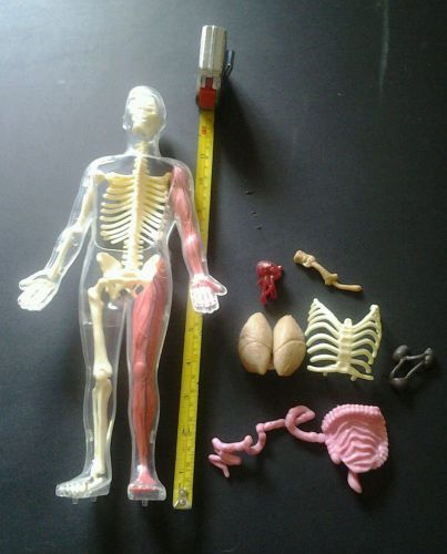 Anatomical medical Skeleton