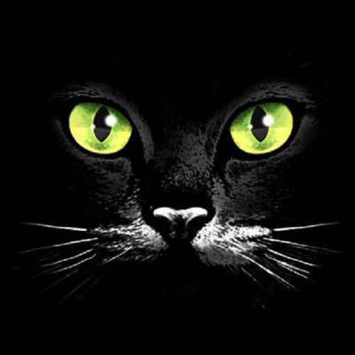 Green Eye Black Cat HEAT PRESS TRANSFER for T Shirt Sweatshirt Tote Fabric 275e
